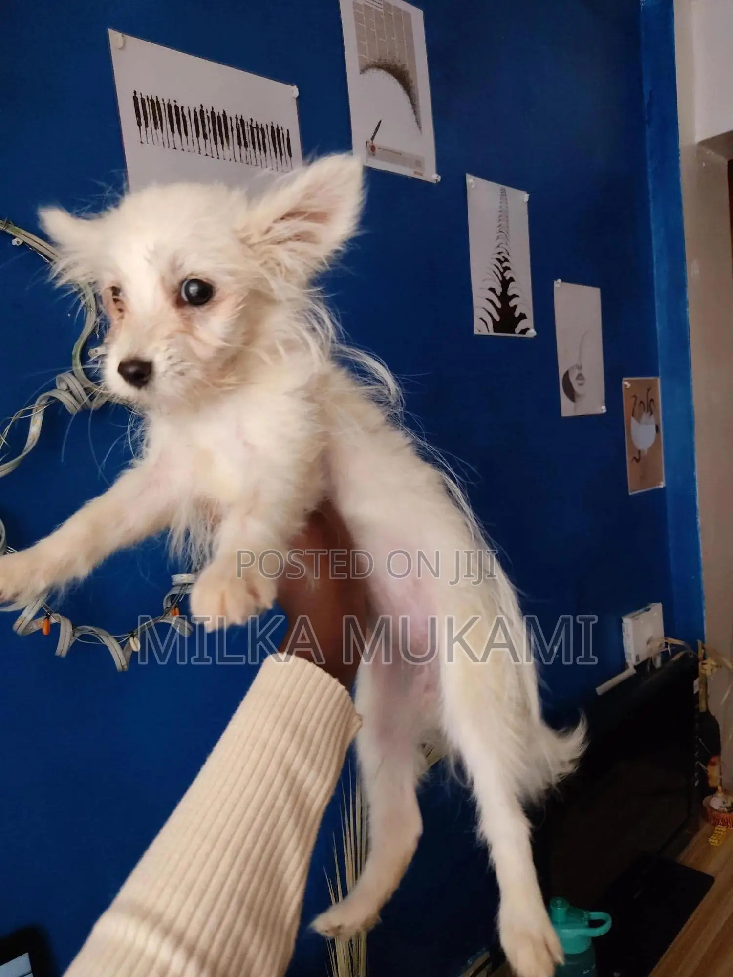 3-6 months Female Mixed Breed Maltese