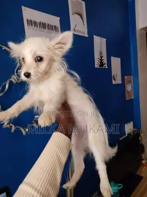 3-6 months Female Mixed Breed Maltese