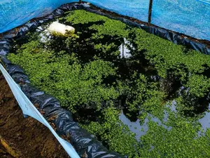 Azolla and Duckweed