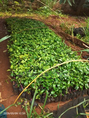 Ruiru 11 Coffee Seedlings for Sale in Murang'A