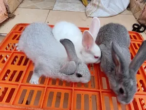 2 Month Old Male Rabbits for Sale at Kenyatta Road Juja
