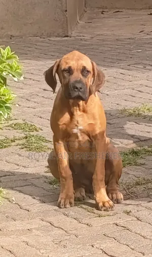 3-6 months Female Purebred Boerboel