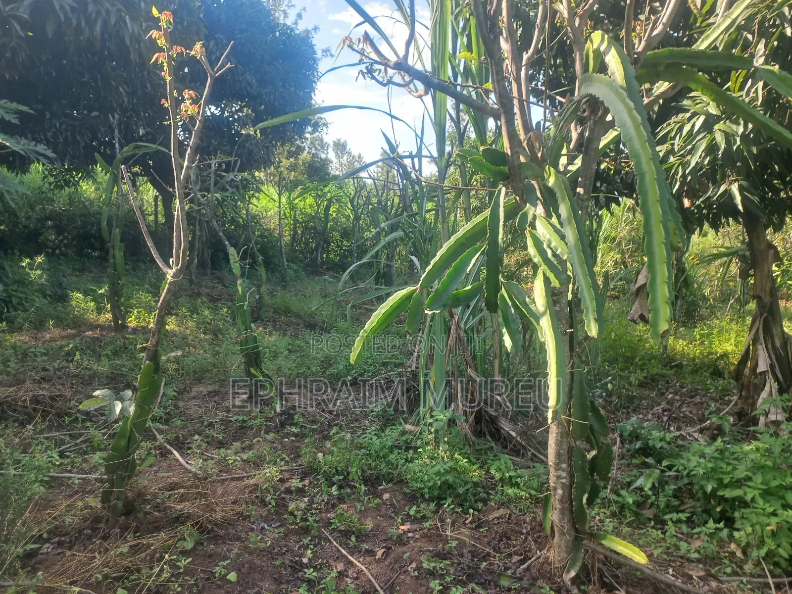 1 Acre Makuyu - Developed -Next to River