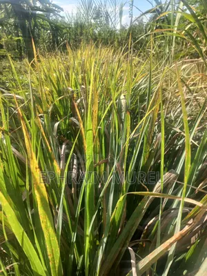 1 Acre Makuyu - Developed -Next to River