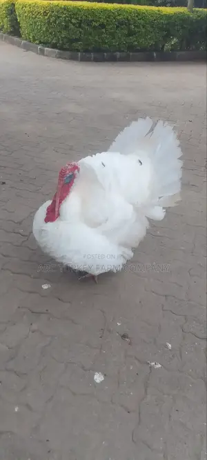 Turkeys Ornamental Birds Pet