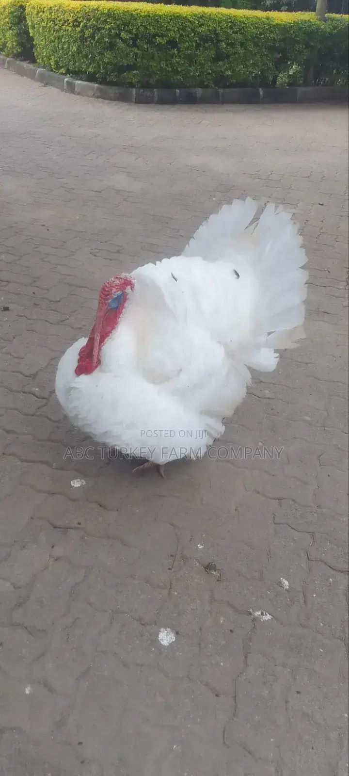 Turkeys Ornamental Birds Pet