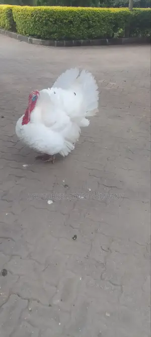Turkeys Ornamental Birds Pet