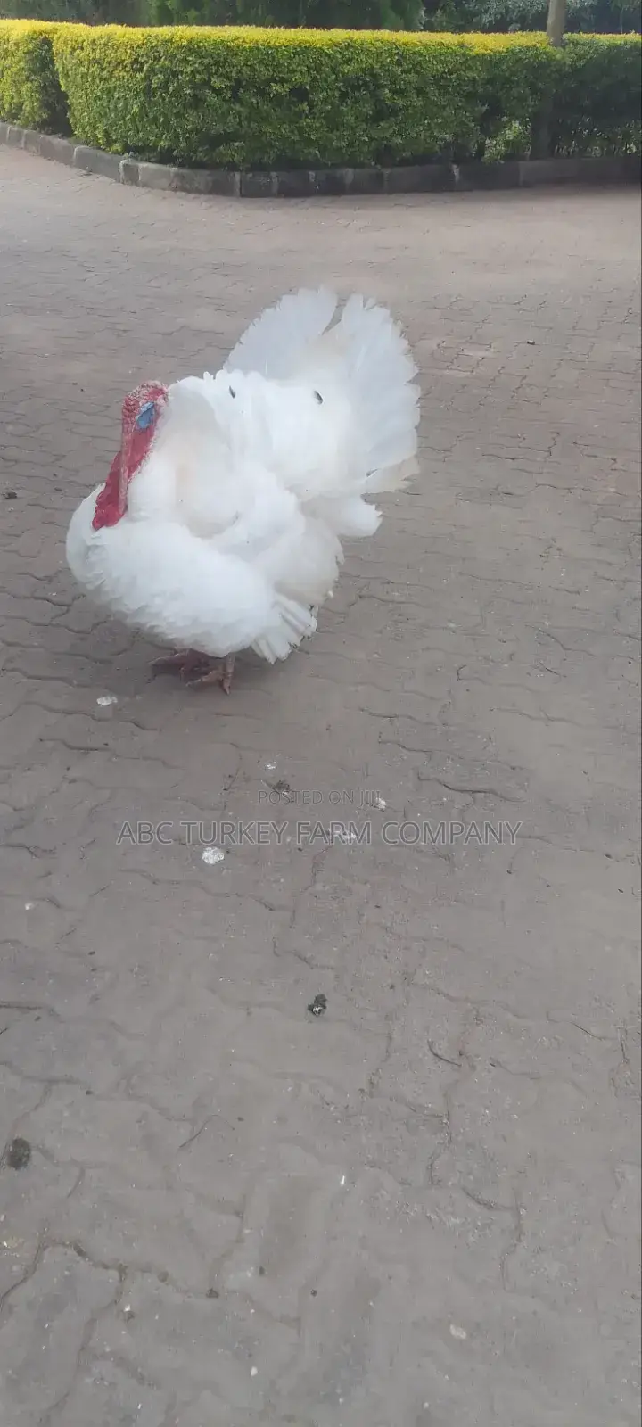 Turkeys Ornamental Birds Pet