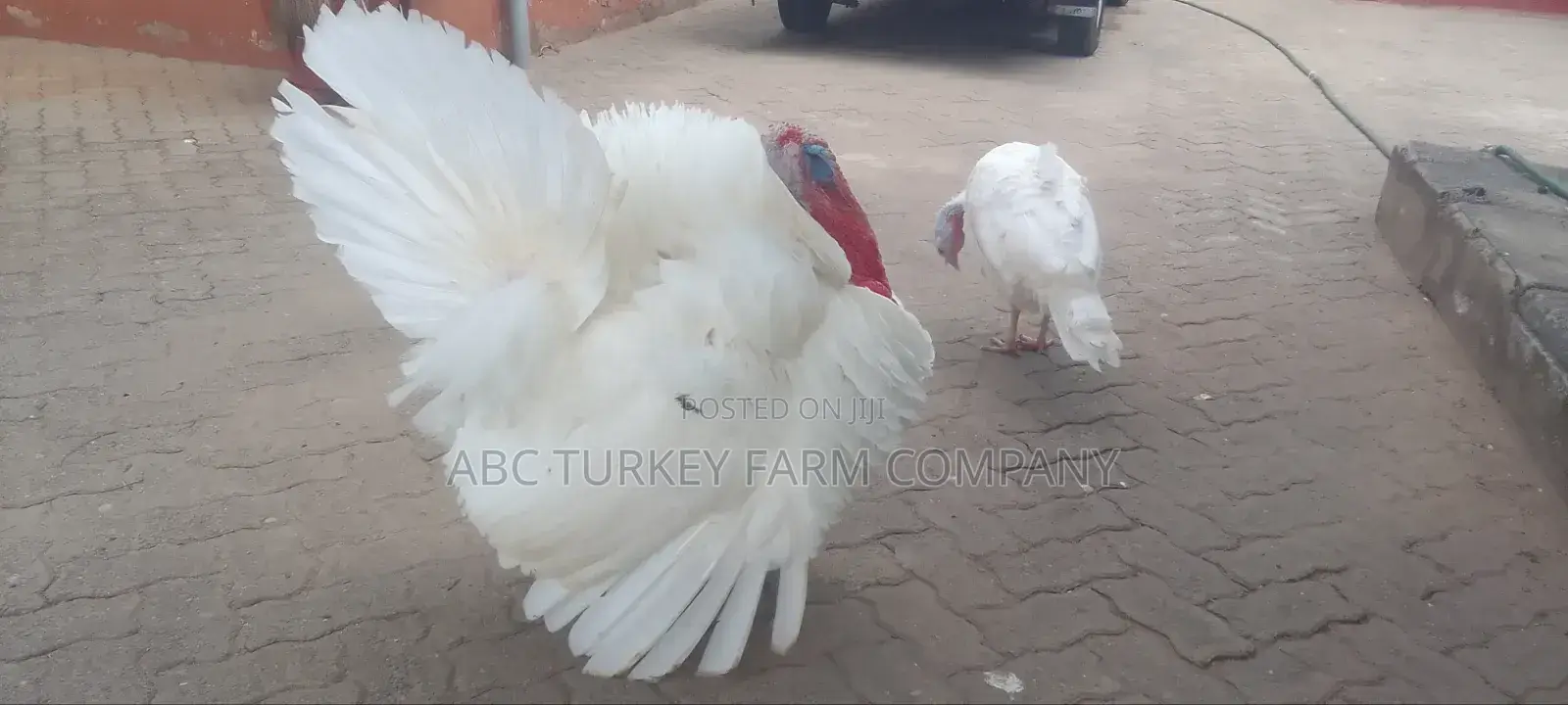 Turkeys Ornamental Birds Pet