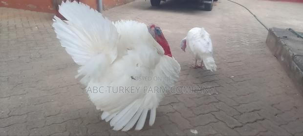 Turkeys Ornamental Birds Pet - thumbnail 3