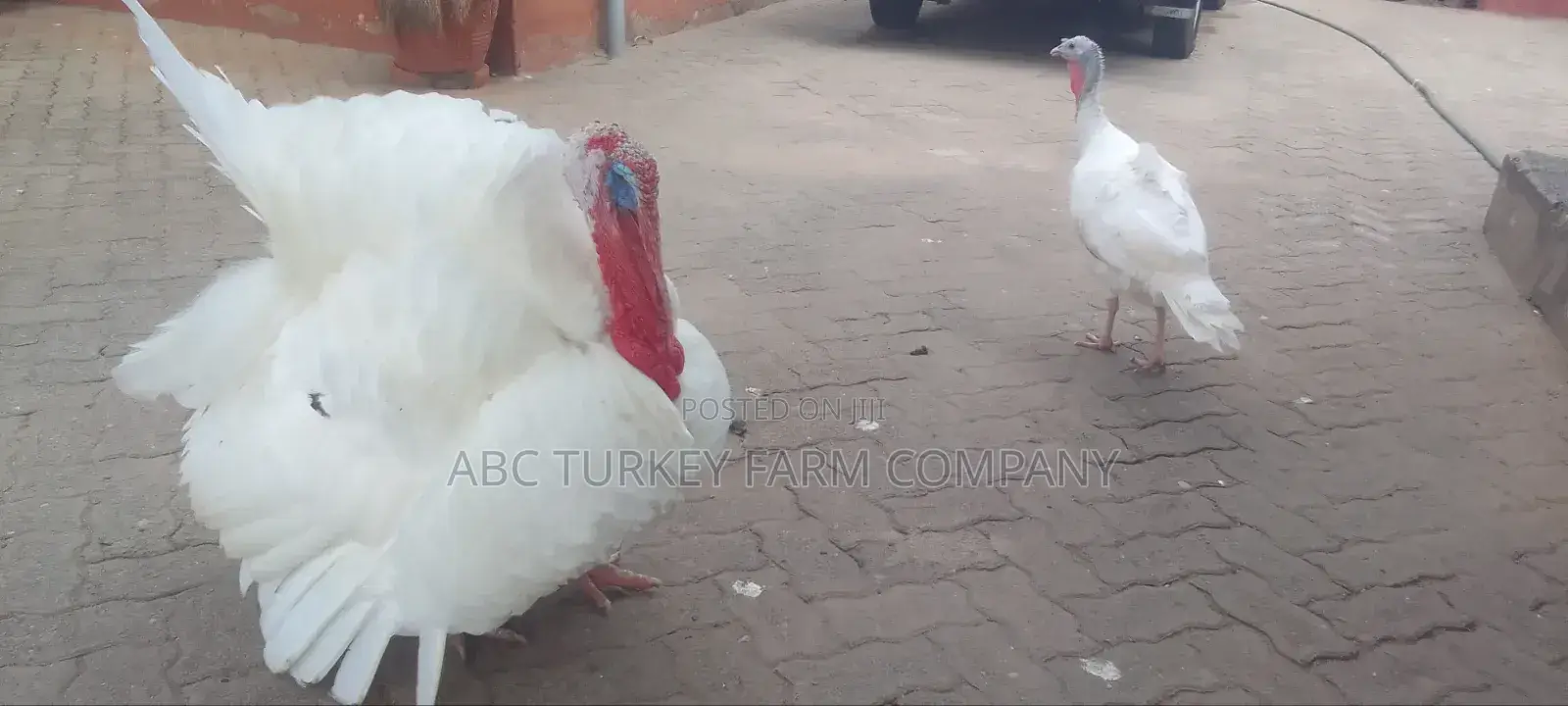 Turkeys Ornamental Birds Pet