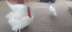Turkeys Ornamental Birds Pet