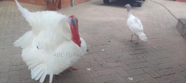 Turkeys Ornamental Birds Pet - thumbnail 4