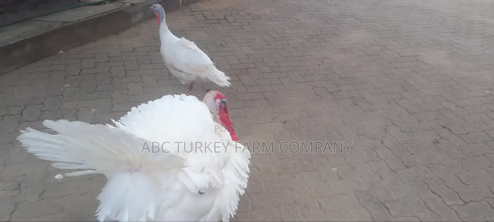 Turkeys Ornamental Birds Pet