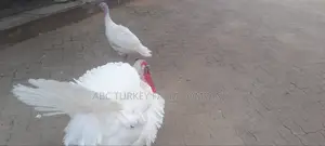 Turkeys Ornamental Birds Pet