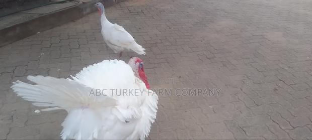 Turkeys Ornamental Birds Pet - thumbnail 5