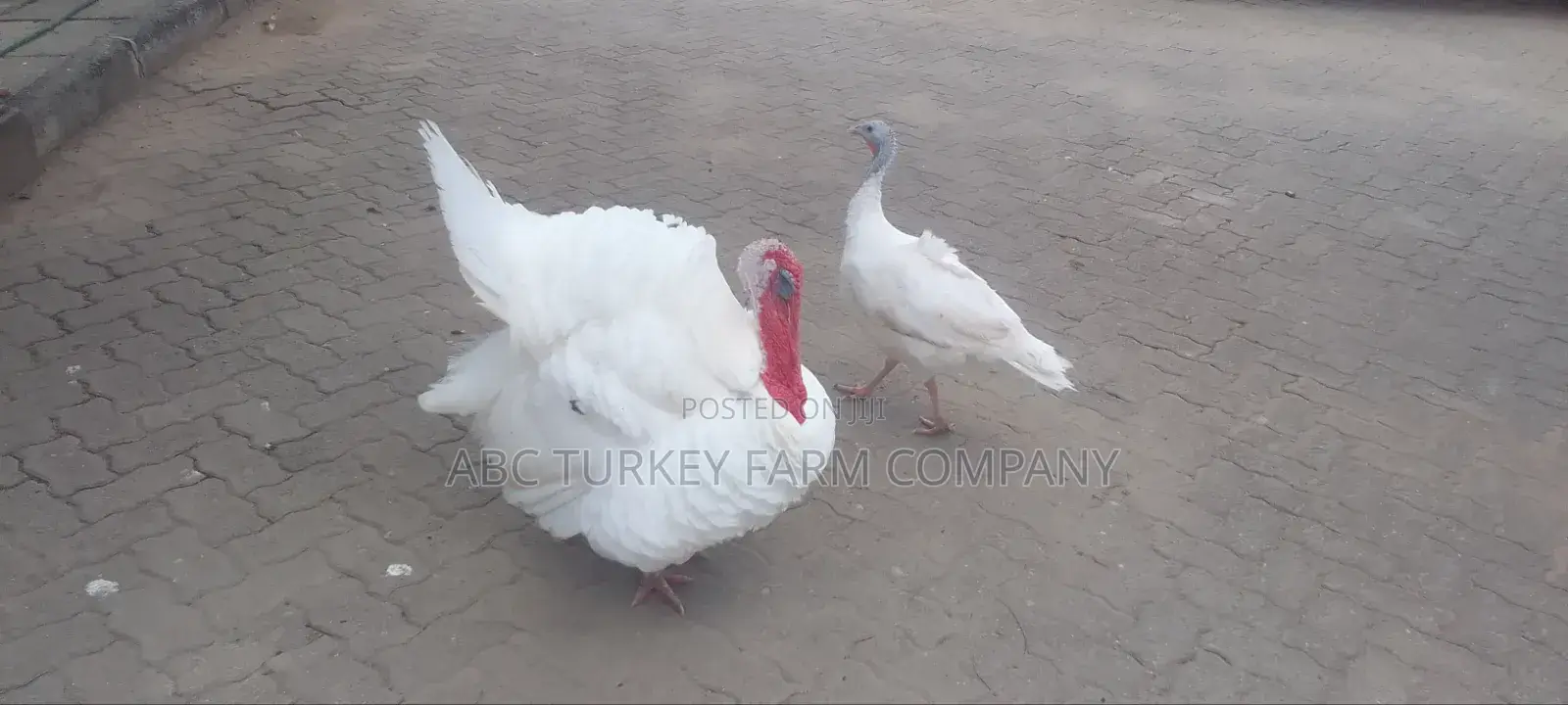 Turkeys Ornamental Birds Pet