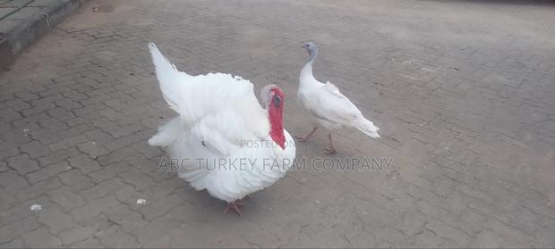 Turkeys Ornamental Birds Pet - thumbnail 6