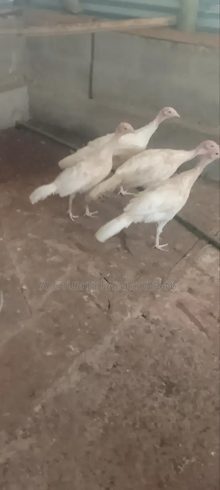 Turkeys Ornamental Birds Pet