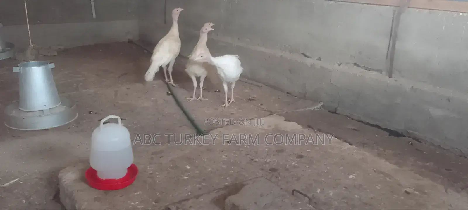 Turkeys Ornamental Birds Pet