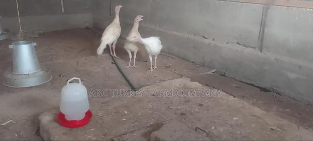 Turkeys Ornamental Birds Pet - thumbnail 8