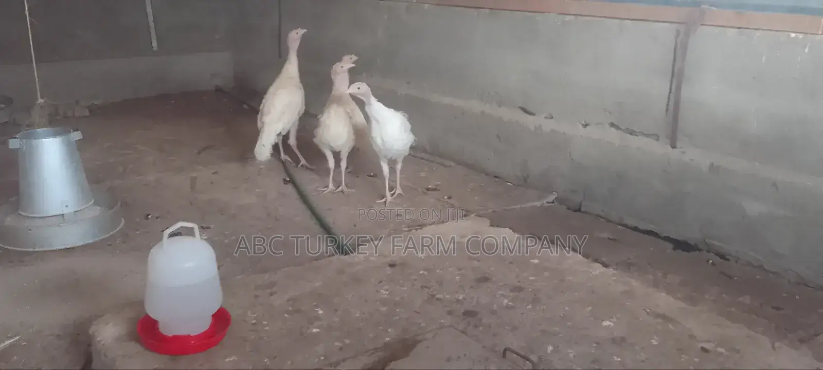 Turkeys Ornamental Birds Pet