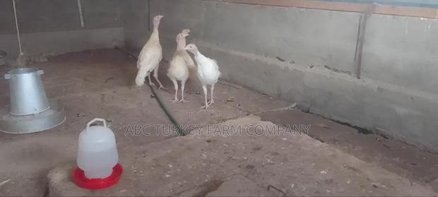 Turkeys Ornamental Birds Pet - thumbnail 9