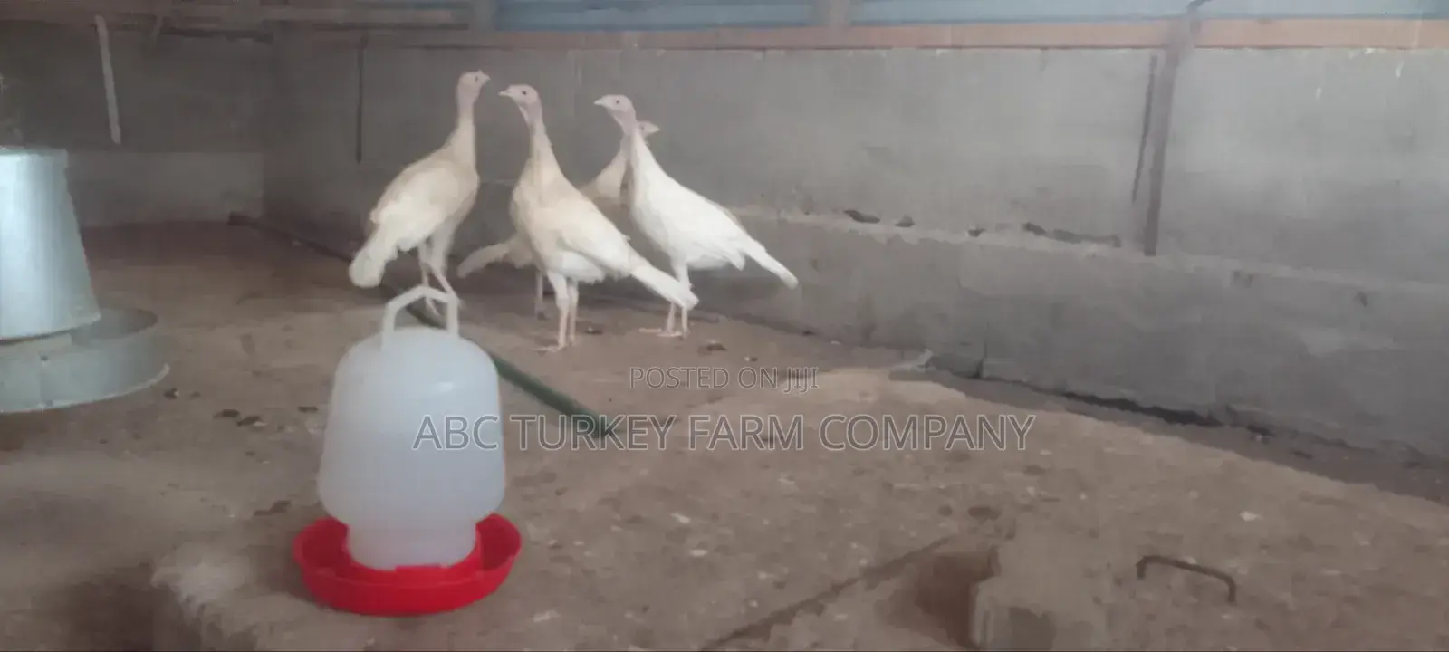 Turkeys Ornamental Birds Pet