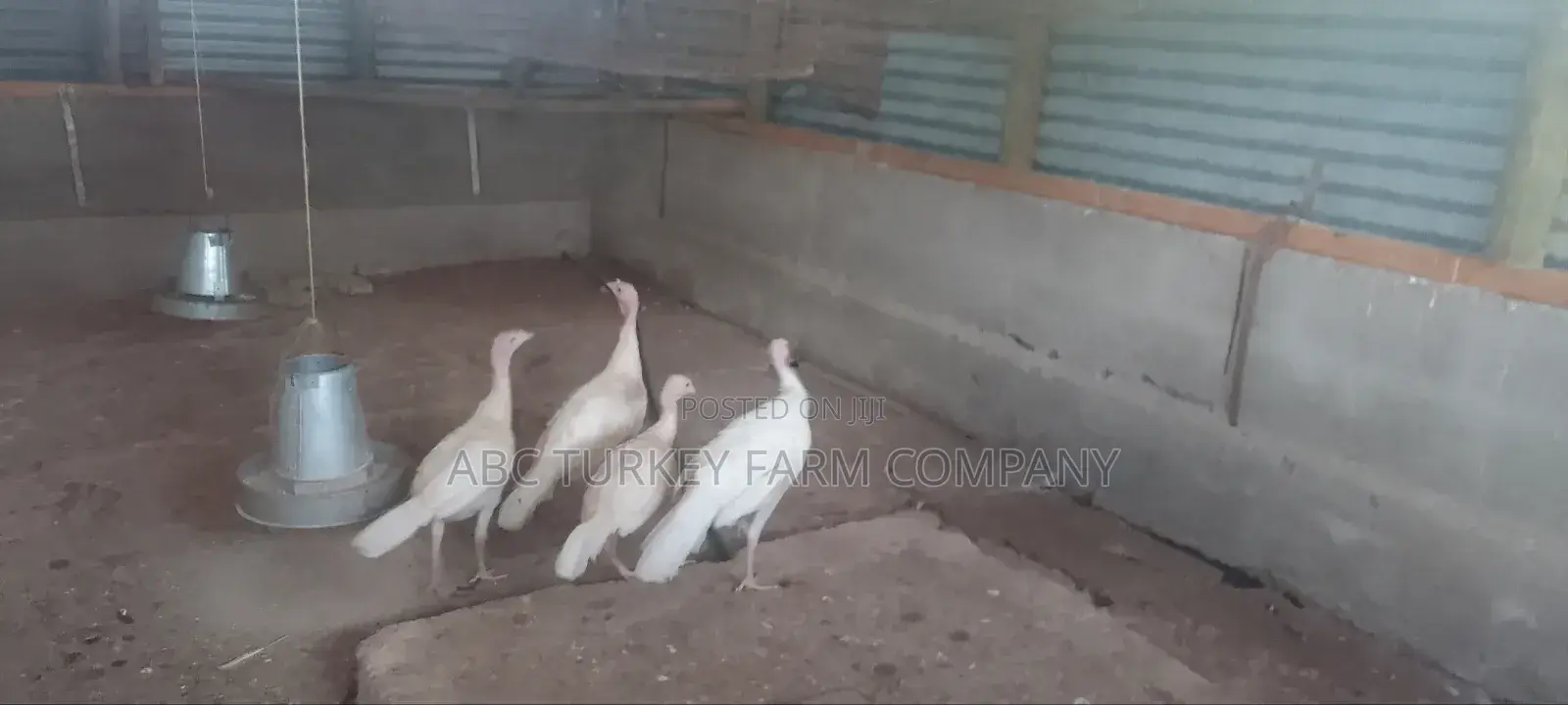 Turkeys Ornamental Birds Pet