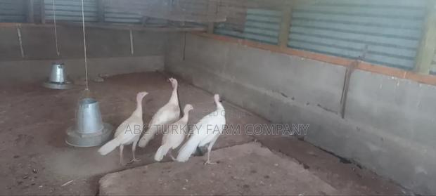 Turkeys Ornamental Birds Pet - thumbnail 11