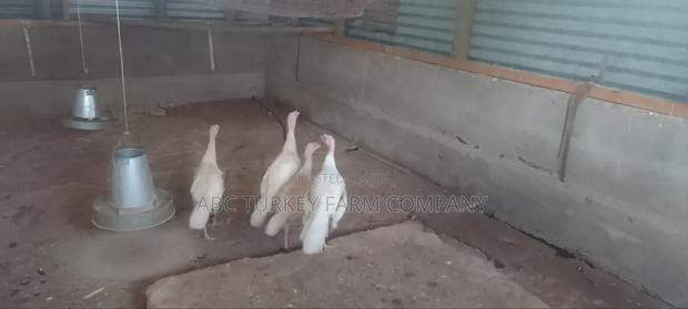 Turkeys Ornamental Birds Pet - thumbnail 12