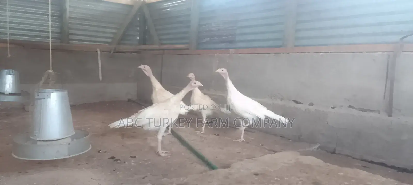 Turkeys Ornamental Birds Pet