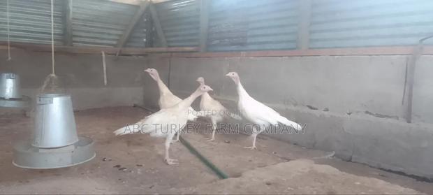 Turkeys Ornamental Birds Pet - thumbnail 13
