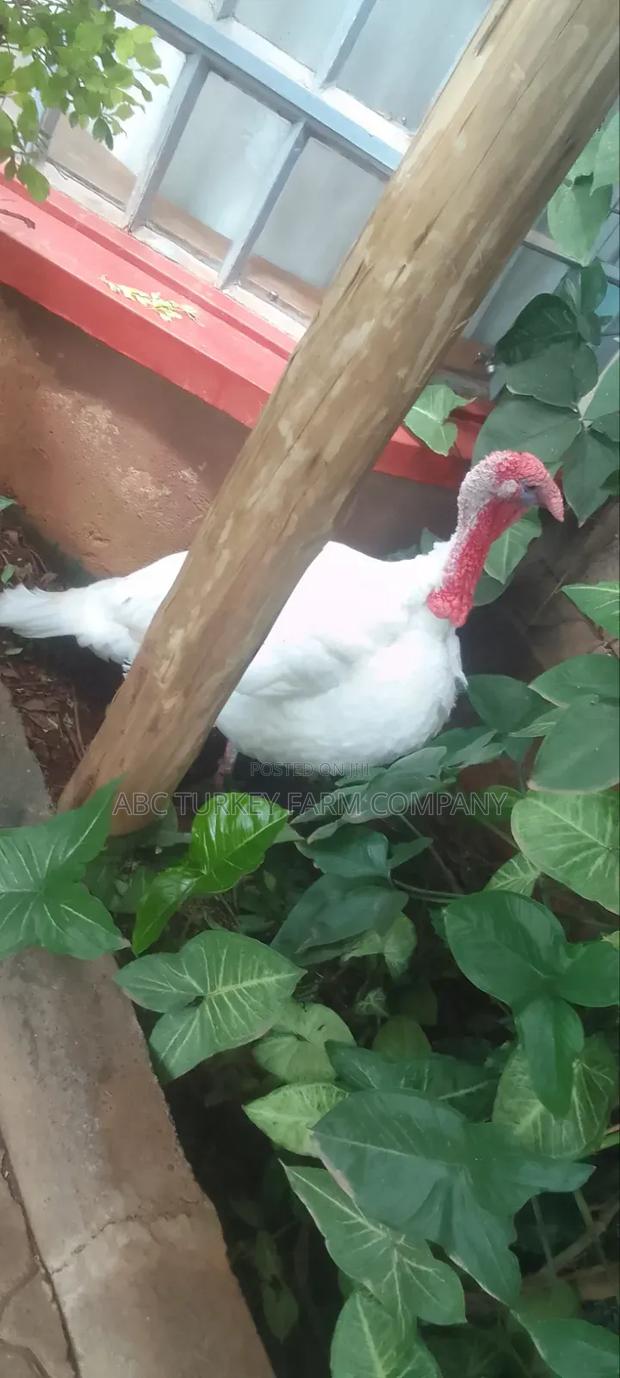 Turkeys Ornamental Birds Pet - thumbnail 14