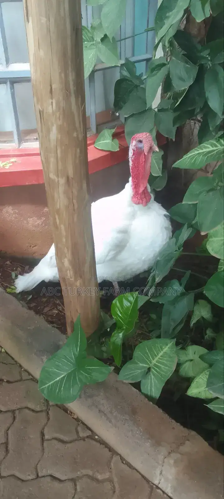 Turkeys Ornamental Birds Pet