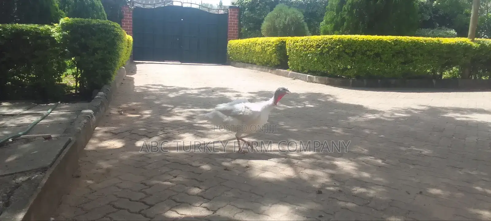 Turkeys Ornamental Birds Pet