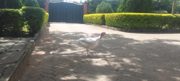 Turkeys Ornamental Birds Pet - thumbnail 16