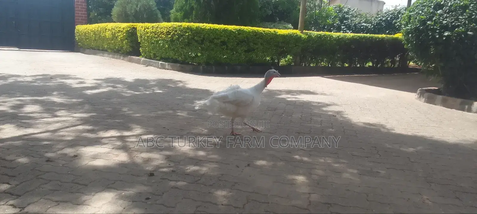 Turkeys Ornamental Birds Pet