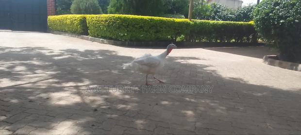 Turkeys Ornamental Birds Pet - thumbnail 17