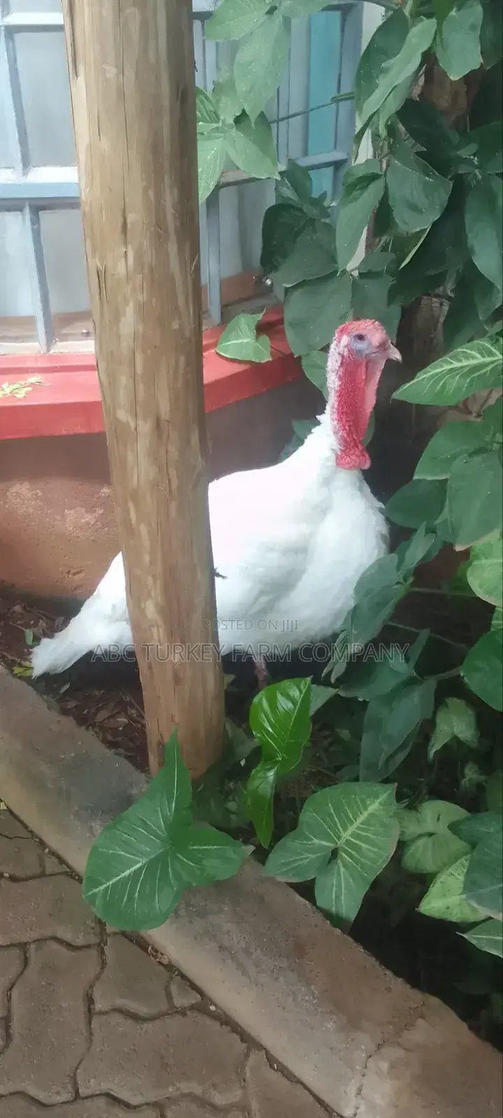Turkeys Ornamental Birds Pet