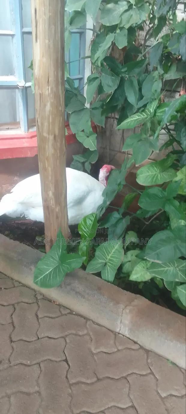 Turkeys Ornamental Birds Pet - thumbnail 19