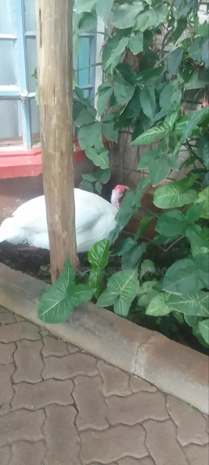 Turkeys Ornamental Birds Pet