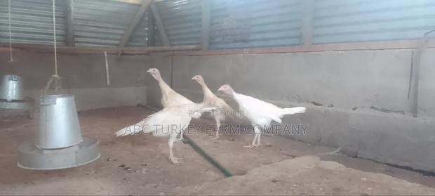 Turkeys Ornamental Birds Pet - thumbnail 20