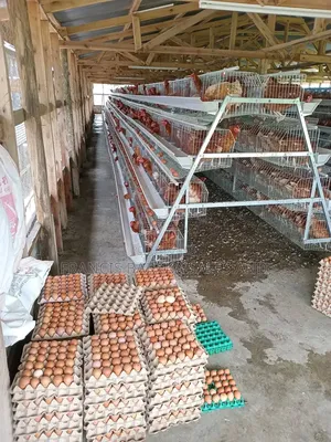 Farm Chickens