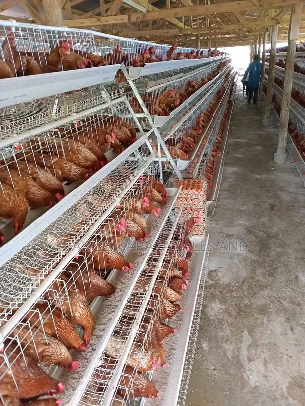 Farm Chickens - thumbnail 3