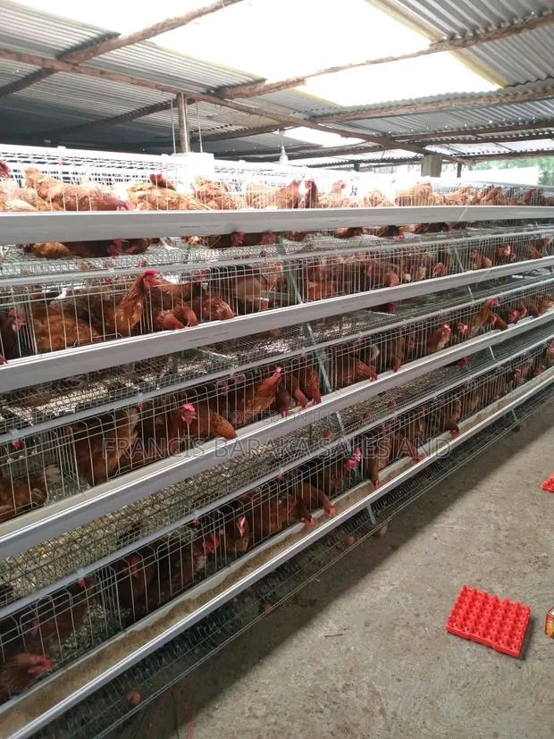 Farm Chickens - thumbnail 4