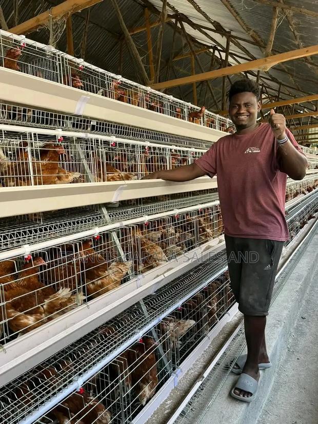 Farm Chickens - thumbnail 5