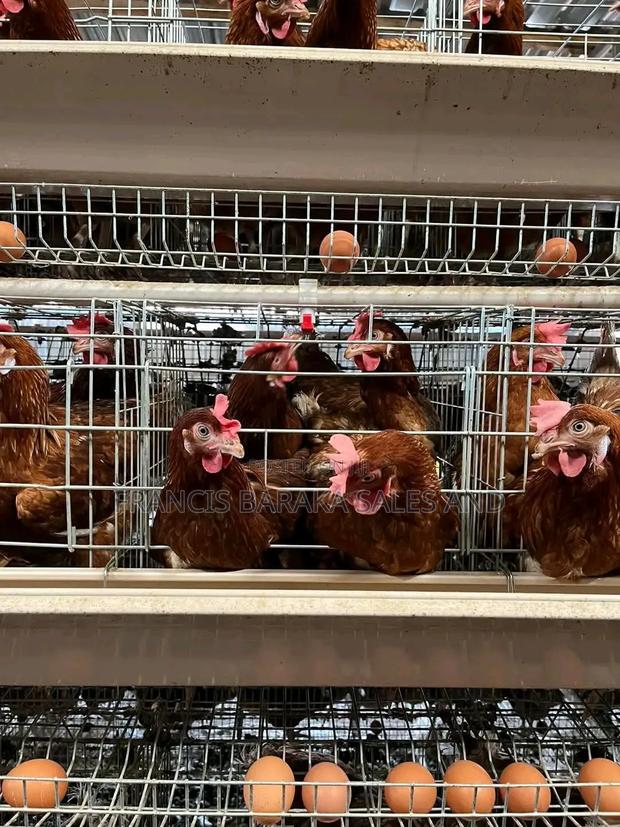 Farm Chickens - thumbnail 6