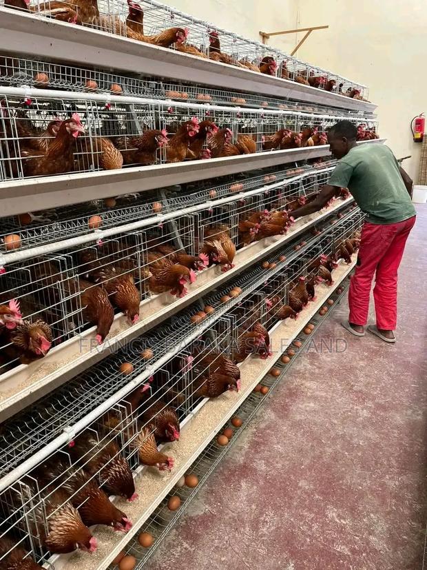 Farm Chickens - thumbnail 7