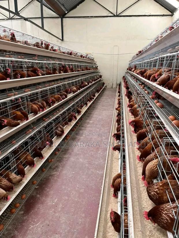 Farm Chickens - thumbnail 9